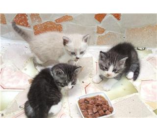 Mes Petits Chatons
